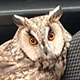 Куряне спасли ушастую сову