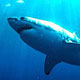 На Сахалине поймана тропическая акула
