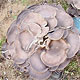 В Калининградской области выросли грибы-мутанты