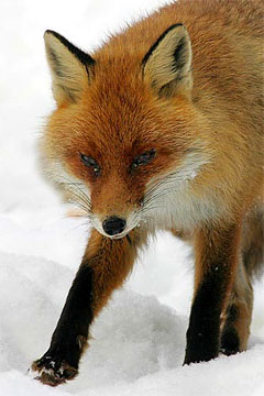 зачем лисы воруют обувь. 001676.1. зачем лисы воруют обувь фото. зачем лисы воруют обувь-001676.1. картинка зачем лисы воруют обувь. картинка 001676.1. зачем лисы воруют обувь. 001676.1. зачем лисы воруют обувь фото. зачем лисы воруют обувь-001676.1. картинка зачем лисы воруют обувь. картинка 001676.1.