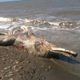 На берег Сахалина выбросило останки неизвестного существа