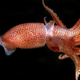 Морские биологи раскрыли секрет косоглазого кальмара