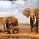 Самыми «малоспящими» млекопитающими оказались слоны