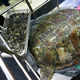 В Таиланде из желудка черепахи извлекли 5 килограммов монет