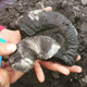 Улицу в Москве покрыли глиной с останками моллюсков Юрского периода