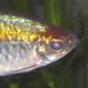 Глазной паразит управляет поведением рыбы