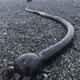 На берег Чукотки выбросило гигантских «морских змей»