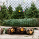 «Гринпис» призывает покупать живые елки, чтобы беречь природу