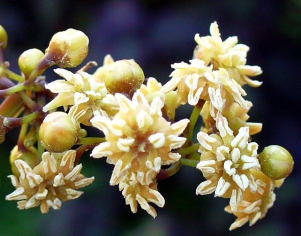 Цветущая амборелла – растение из Новой Каледонии