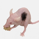 На мышах вырастили человеческие волосы