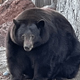 В Калифорнии медведь пробрался в 28 домов и съел там всю еду