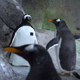 В Московском зоопарке пингвины разоблачили шпиона