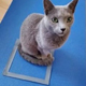 Почему кошки любят воображаемые коробки