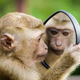 Могут ли животные узнавать себя в зеркале