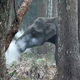 Ученые объяснили феномен «курящего» слона