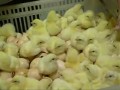 На птицефабрике «Красная поляна» вынуждены уничтожить миллион цыплят! Видео из ЖЖ Дмитрия Носова: http://dmitry-noskoff.livejournal.com/5848.html