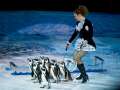 В курском цирке покажут уникальный аттракцион «Ласта-Рика» с белыми медведями и пингвинами