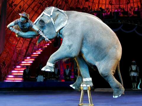 Знаменитые слоны в курском цирке