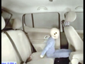 Ребенок без автокресла на заднем кресле автомобиля (без комментариев)