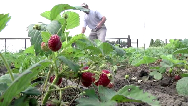 «Защита АгроСоюз» в Курске: Секреты отличного урожая