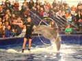 Курян приглашают посмотреть на дельфинов и белого кита
