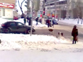 В центре Курска бродячие собаки могут устроить аварию (ВИДЕО)
