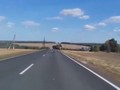 В Курской области лось перебегает дорогу перед машиной