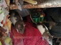 200 крыс хозяйничали в курской квартире