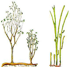 Куксония – древнейшее на Земле растение. Оно жило около 415 млн. лет назад