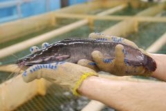 В Европе блюда из мяса сома считаются деликатесами В Европе блюда из мяса сома считаются деликатесами