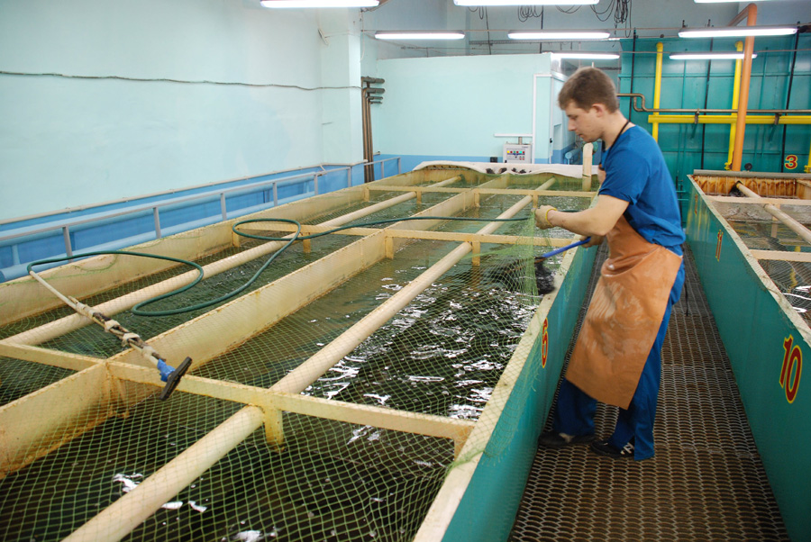 От одного грамма до килограмма африканский сом вырастает за три месяца От одного грамма до килограмма африканский сом вырастает за три месяца