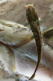 Мальки подрастают в отдельном водоеме Мальки подрастают в отдельном водоеме