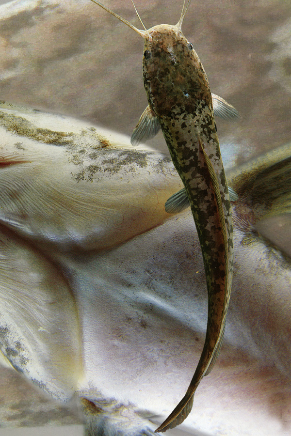 Мальки подрастают в отдельном водоеме Мальки подрастают в отдельном водоеме