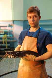 Хорошая хозяйка всегда отдает предпочтение свежей рыбе Хорошая хозяйка всегда отдает предпочтение свежей рыбе