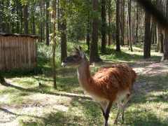 На территории зоопарка обитает более 50 видов животных На территории зоопарка обитает более 50 видов животных