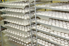 Совсем скоро откроется первая очередь современного предприятия, в продукции которого воплотятся инновационные западные достижения и российские традиции Совсем скоро откроется первая очередь современного предприятия, в продукции которого воплотятся инновационные западные достижения и российские традиции