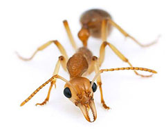 Как победить домашних муравьев ?