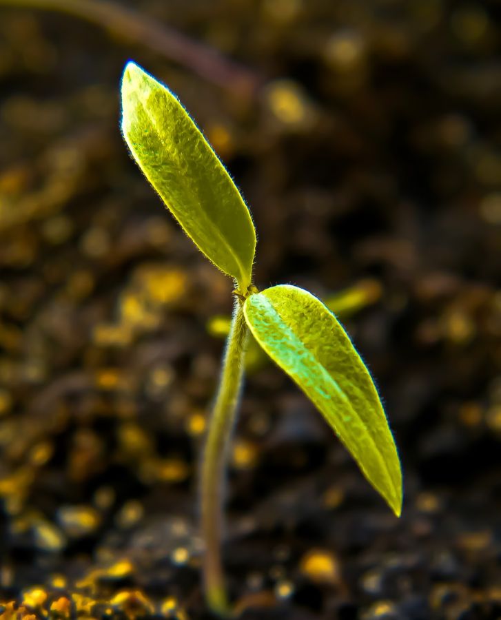 Рассада, выращенная в биопарнике, на 10–15 дней опережает в развитии растения, выращенные в обычном пластмассовом ящике! Рассада, выращенная в биопарнике, на 10–15 дней опережает в развитии растения, выращенные в обычном пластмассовом ящике!