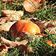 Как правильно закопать падалицу яблок на картофельной грядке