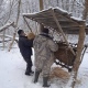 В Курской области охотоведы подкармливают диких животных зерном, сеном и свеклой