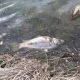 Массовой гибелью рыбы на водоеме в Курском районе занялась прокуратура