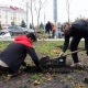 В сквере на площади Перекальского в Курске высадили 26 деревьев и 43 кустарника