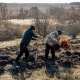 22 октября в Тимском районе в рамках акции «Сохраним лес» высадят 40 тыс. деревьев