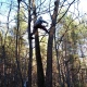 В Курской области грибники забираются высоко на деревья в поисках вешенки
