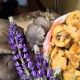 В Курской области в ноябре зацвели люпины