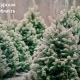К новогодним праздникам для курян вырастили более тысячи елей и сосен