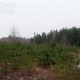 В Курской области усилена охрана хвойных деревьев