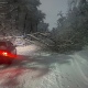 В Курске от ветра и снега десятки деревьев упали на дороги, провода и автомобили