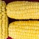 В Курской области в полях остается 500 000 тонн кукурузы