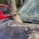 В Курске срезанные взрывом беспилотника деревья пробили насквозь автомобили